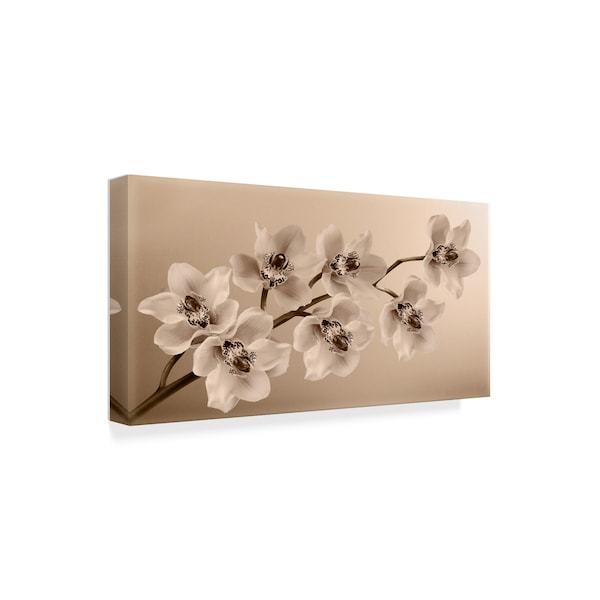 Tom Quartermaine 'Branch Of Sepia Orchids' Canvas Art,16x32